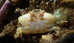 Cycloxanthops novemdentatus