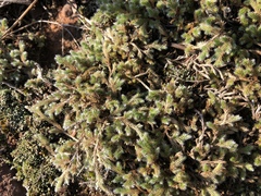 Selaginella dregei