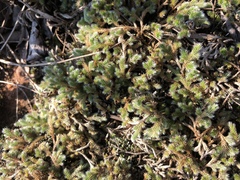 Selaginella dregei