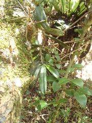 Angraecum equitans