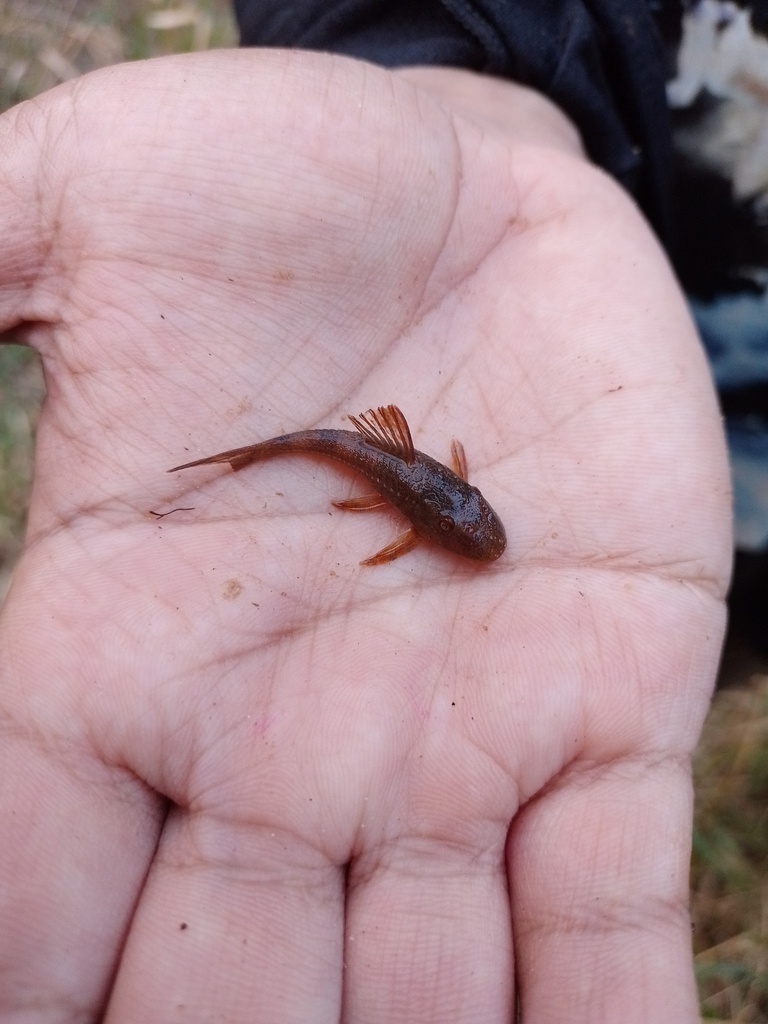 Hypostomus careopinnatus