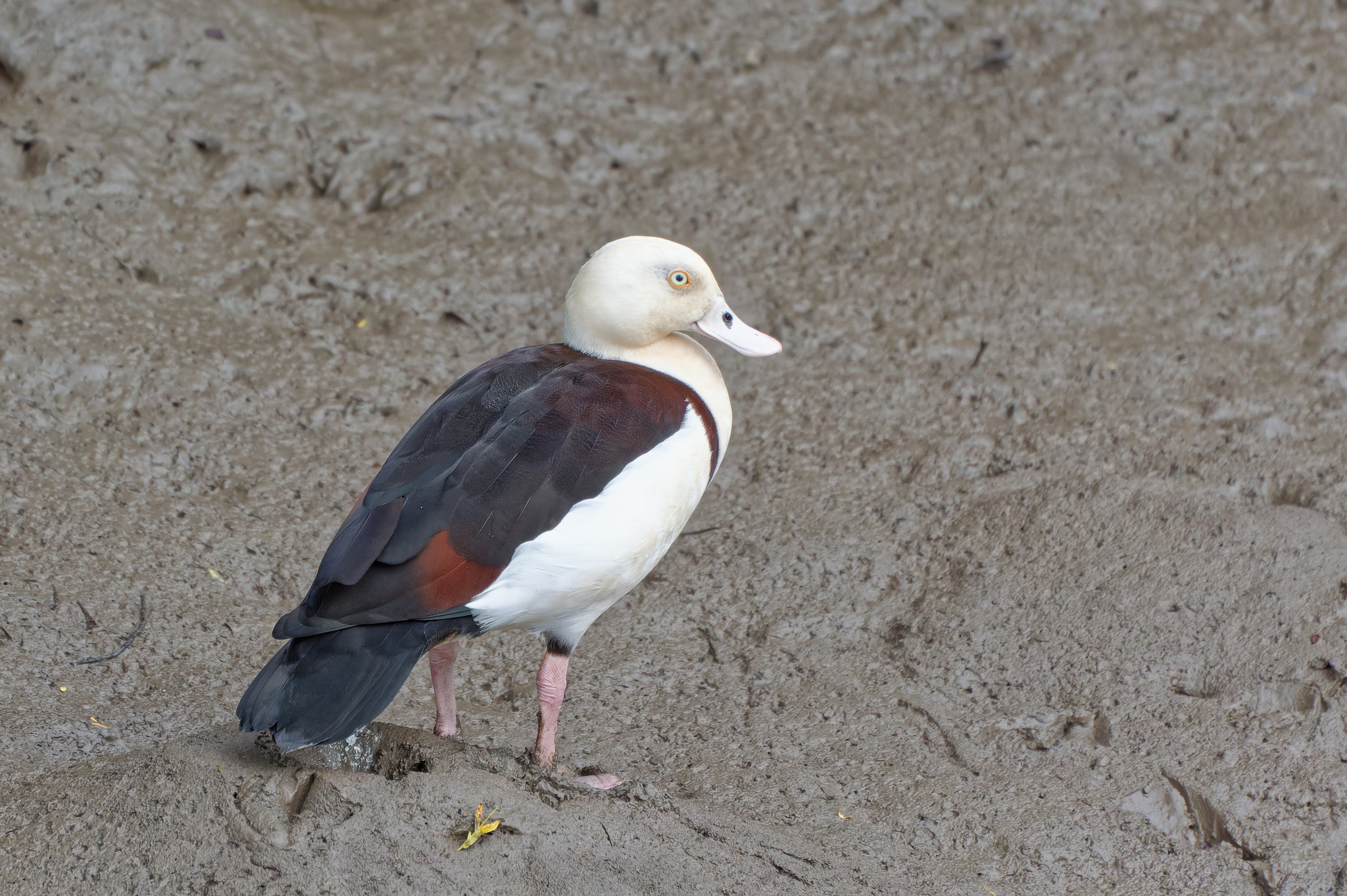 Radjah Shelduck (Radjah radjah)