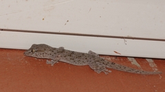 Tarentola delalandii