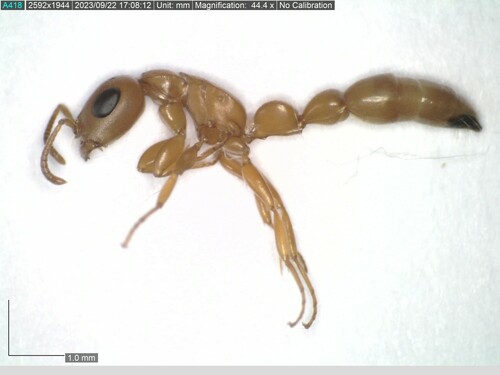 舒氏细长蚁Tetraponera schulthessi