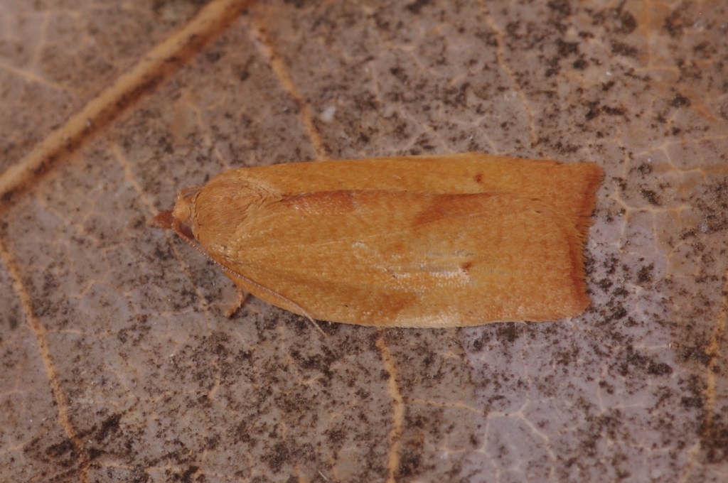 Choristoneura simonyi