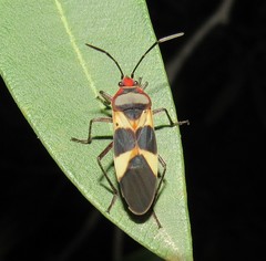 Oncopeltus unifasciatellus