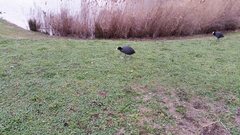 Fulica atra