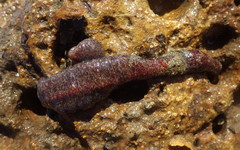 Baseodiscus punnetti