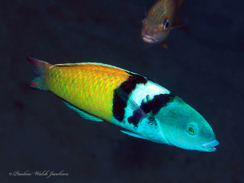 Caribbean Bluehead Wrasse