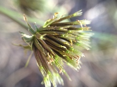 Heliantheae