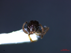 Monomorium monomorium