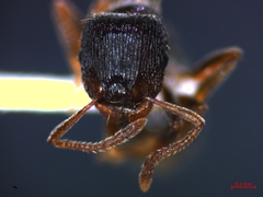 Tetramorium caespitum