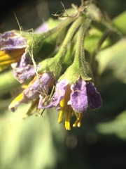 Solanum palinacanthum
