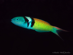 Bluehead Wrasse