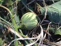 Solanum palinacanthum