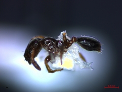 Monomorium monomorium