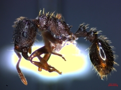 Tetramorium caespitum