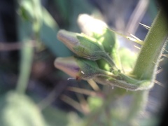 Solanum palinacanthum