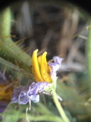 Solanum palinacanthum