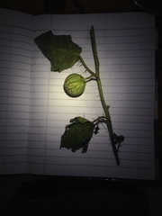 Solanum palinacanthum