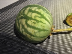 Solanum palinacanthum