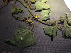 Solanum palinacanthum