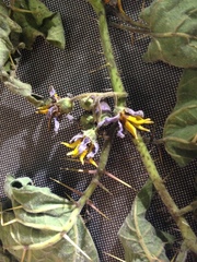 Solanum palinacanthum