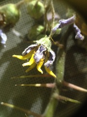 Solanum palinacanthum