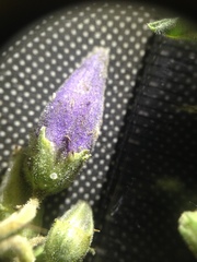 Solanum palinacanthum
