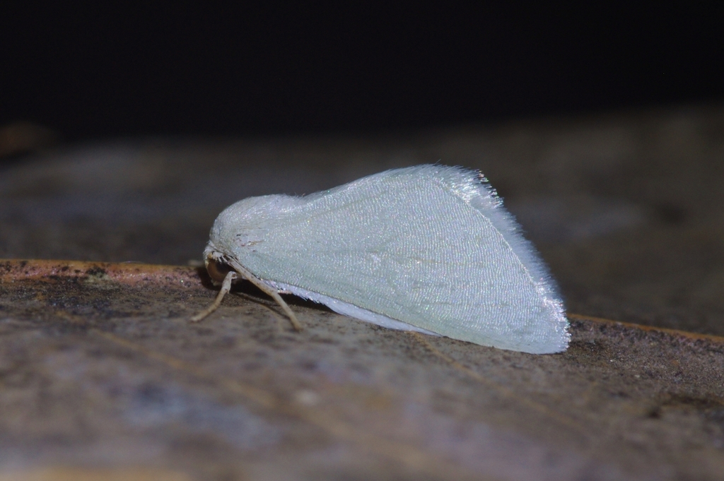 Microloxia simonyi