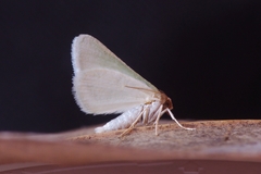 Microloxia simonyi