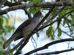 Hypsipetes madagascariensis