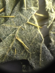 Solanum palinacanthum