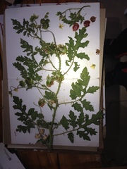 Solanum sisymbriifolium