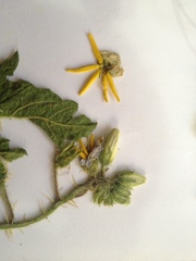 Solanum sisymbriifolium