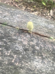 Leucocoprinus birnbaumii image