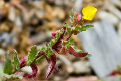 Camissoniopsis lewisii