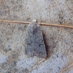 Caradrina rebeli