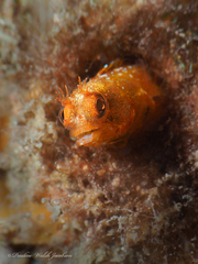 Roughhead Blenny photo 4