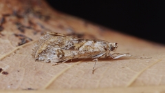 Cornifrons ulceratalis