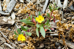 Camissoniopsis lewisii