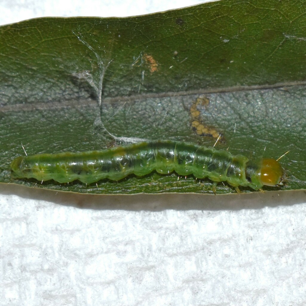 Three-lined Leafroller Moth