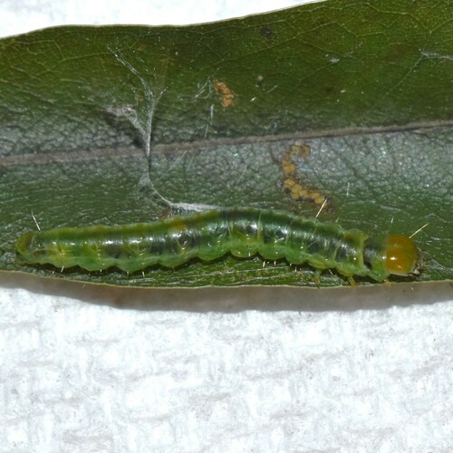 Three-lined Leafroller Moth