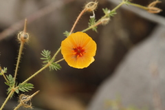 Kallstroemia grandiflora