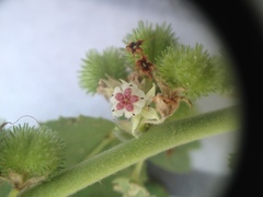 Ayenia tomentosa