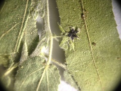 Ayenia tomentosa
