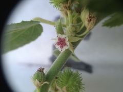 Ayenia tomentosa