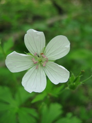 Geranium maculatum