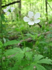 Geranium maculatum