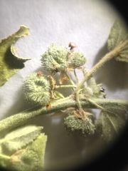 Ayenia tomentosa